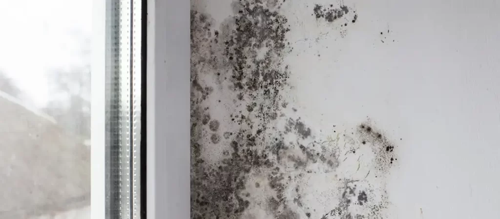 Mould Isn’t Dirt — It’s a Living Organism-What That Means for Your Health