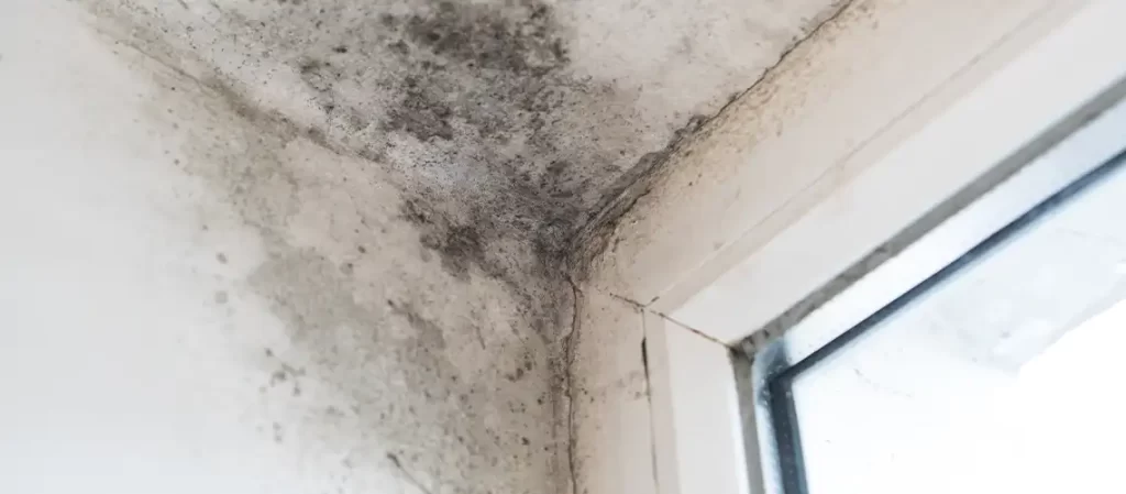 The Invisible Mould Problem: Why Surface Cleaning Never Fixes the Root Cause